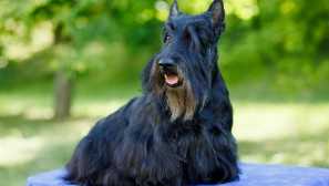 Scotch Terrier: Опис на екипата на шкотската раса и карактер карактеристики